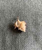 Pendentif Coquillage Naturel Unique - Souvenir d'Été 🐚