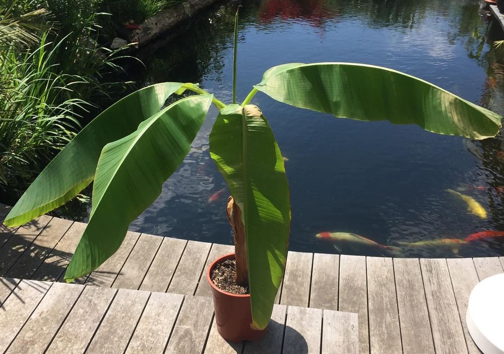 Winterharte Banane Musa basjoo gross Kaufen auf Ricardo