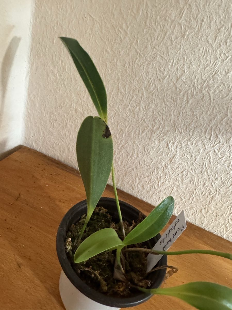 Plantes & graines: Pleurothallis restrepioides – D'occasion à Männedorf par mrclst 2