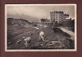 ROCHERS DE NAYE - Hôtel - Train - Vaches - 1929