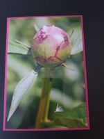 1 Karte / Motiv: Pfingstrose (handgemacht / Unikat)