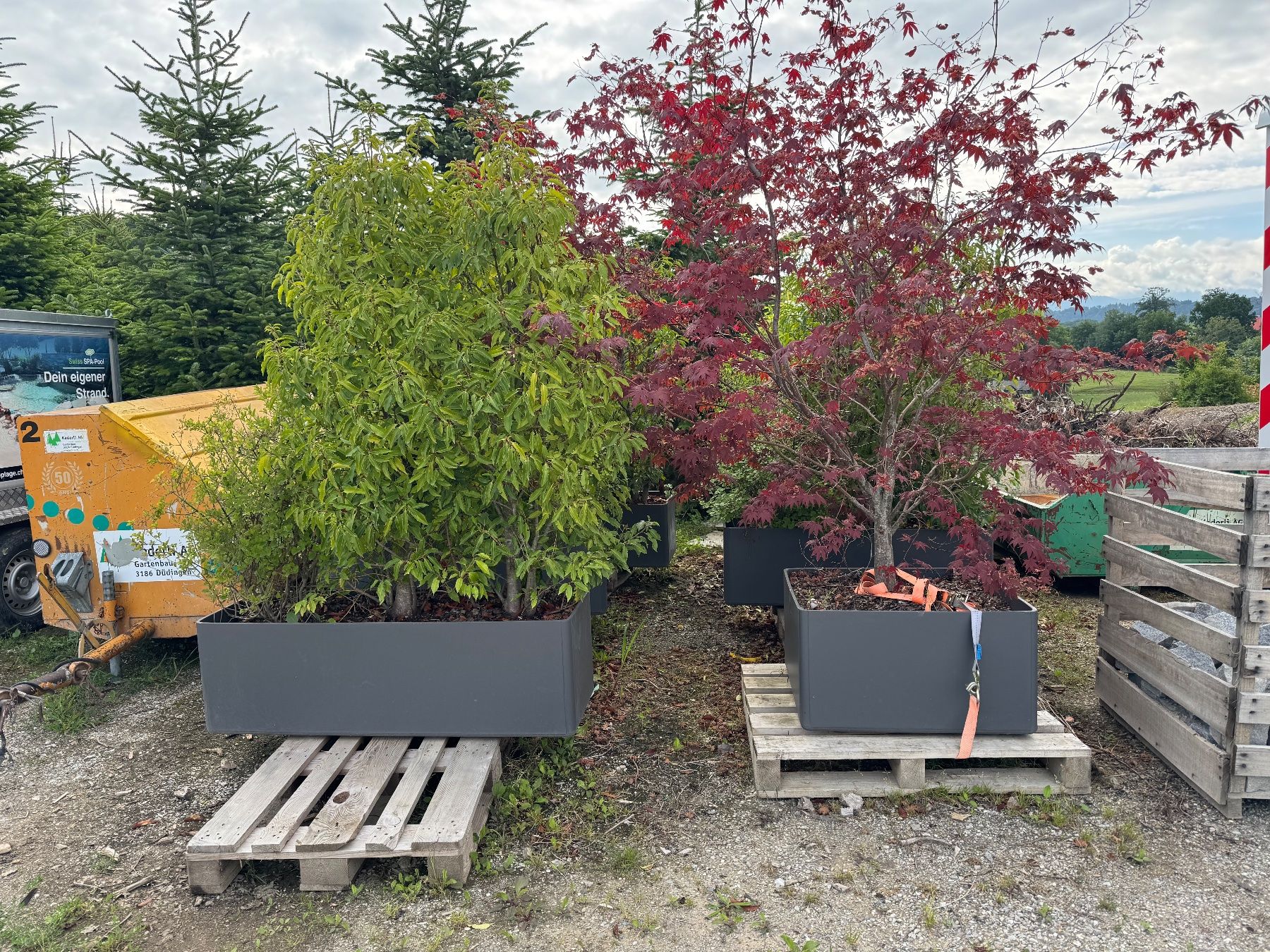 Eternit Vasi per fiori: Blumentröge Eternit anthrazit inkl. Bepflanzung – Usato da Giffers venduto da Mr.Dopeman 8