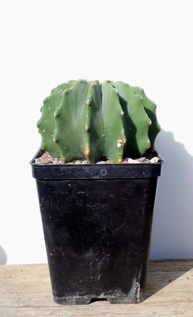 Pflanzen & Samen: Ferocactus glaucescens. – Gebraucht aus Comano von che_8lc2 1
