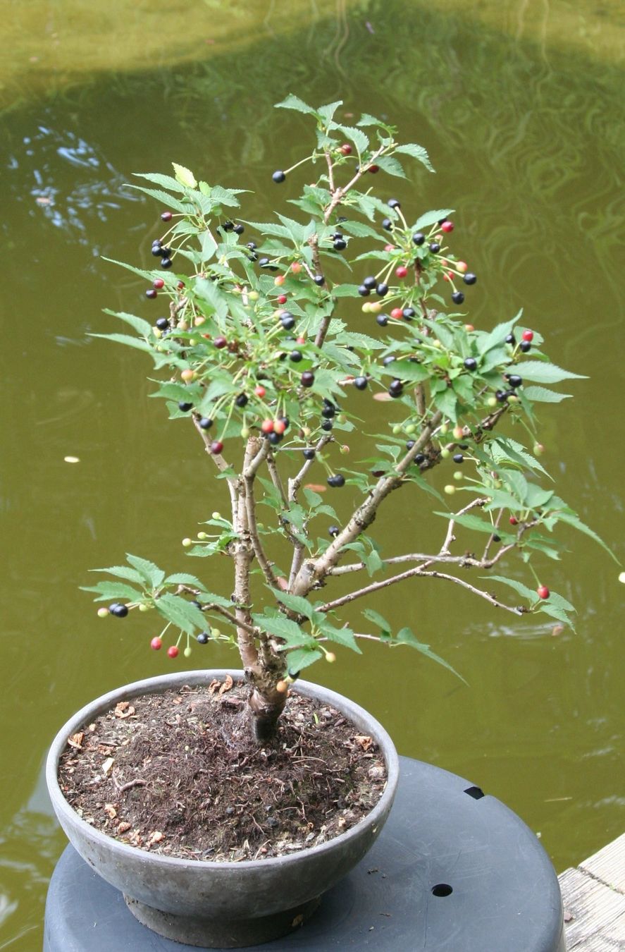 Piante & sementi: BONSAI  -  Kurilen-Kirsche – Nuovo (secondo la descrizione) da Gretzenbach venduto da Sikim 3