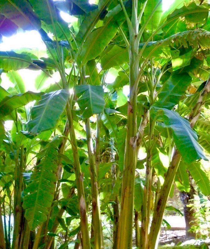 Piante & sementi: Ab 5.- fr 1 STK SAME ECHTE BANANEN PALME‪ – Nuovo e nell'imballaggio originale da Rovio venduto da POSITIFFARTandPLANTS 4
