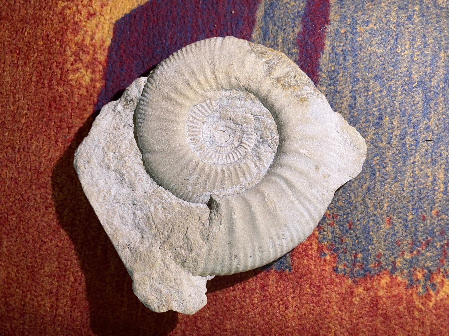 Fossiles: Fossilien – D'occasion à Weinfelden par MariaTG 2