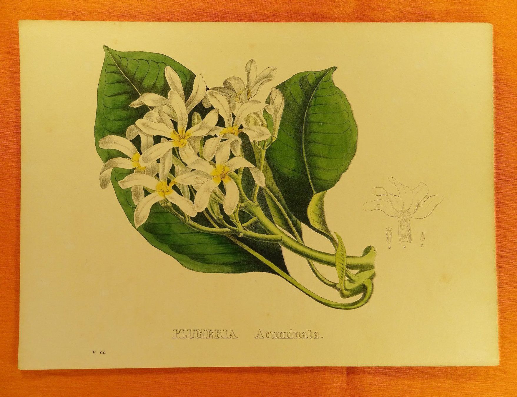 Grafica & Litografie: PLUMERIA ACUMINATA, LITHOGRAPHIE UM 1880 – Usato da Grüningen venduto da Kartensammler 1