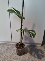 Monstera deliciosa/Fensterblatt (1/6)