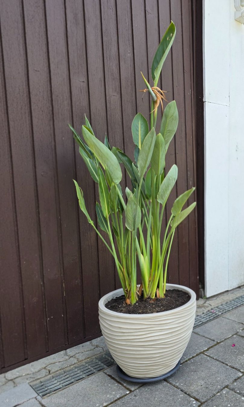 Plantes & graines: Strelize – D'occasion à Aarburg par popkorn65 2