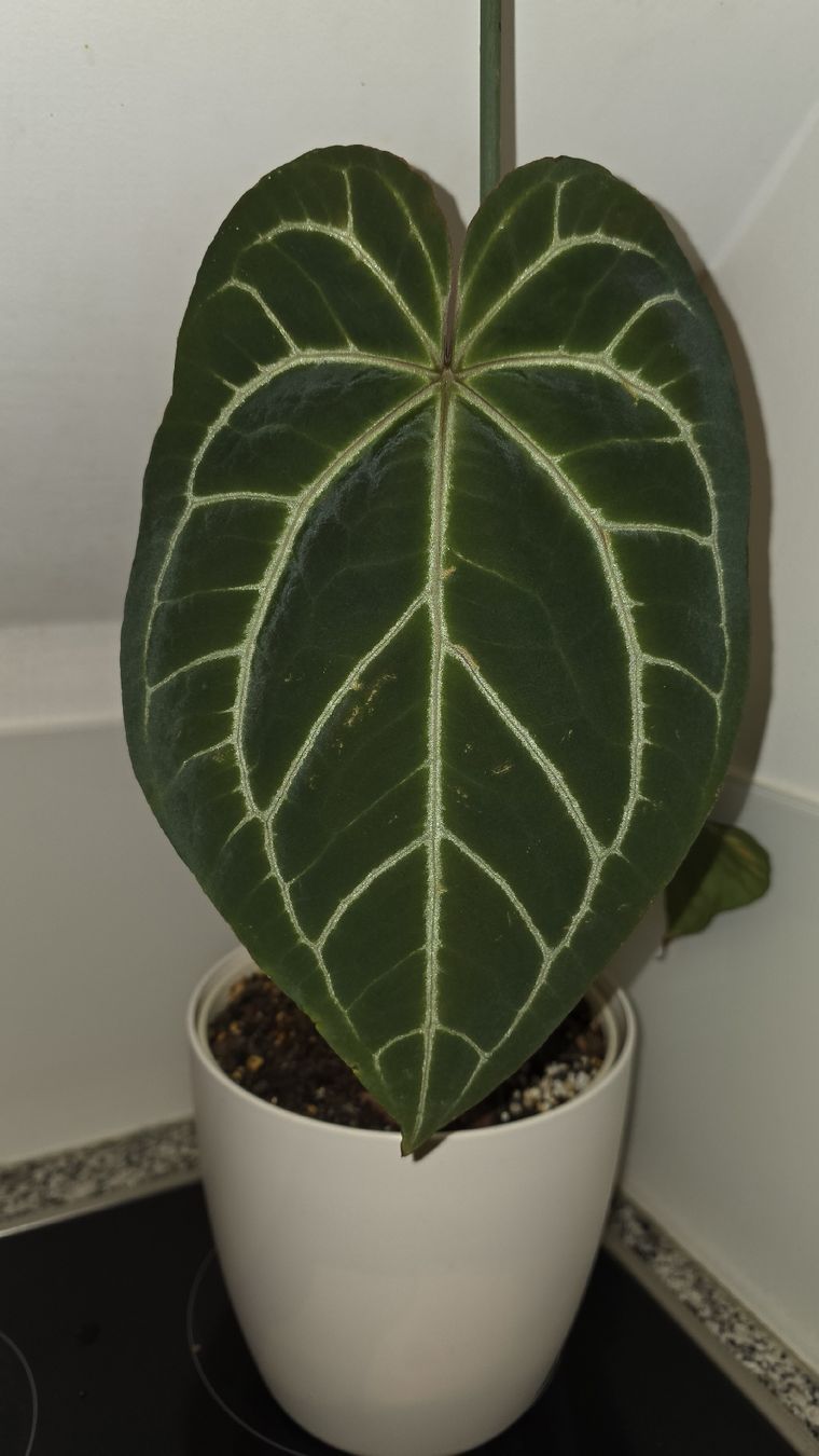 Piante & sementi: Anthurium clarinervium – Nuovo (secondo la descrizione) da Hausen am Albis venduto da M.Kurz 1
