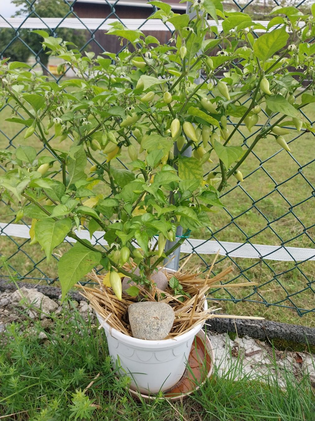 Pflanzen & Samen: Chili Chupentinho White 10 Samen – Gebraucht aus Schwaderloch von bademeister79