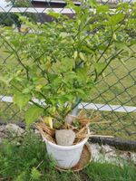 Chili Chupentinho White 10 Samen