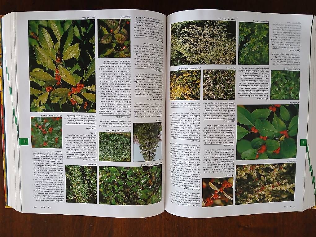 Libri: Botanica – Usato da Arlesheim venduto da brs_j8pg 3