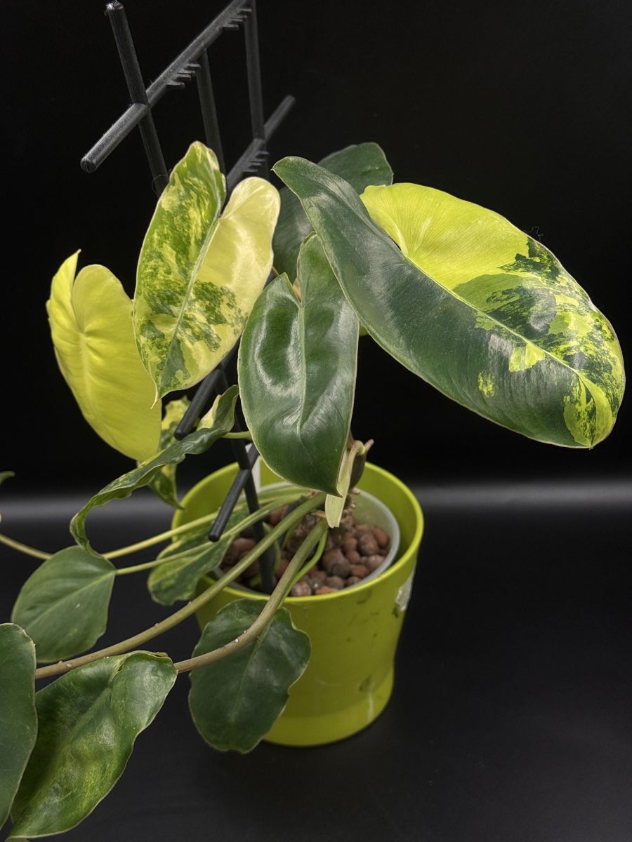 Piante & sementi: Philodendron Burle Marx Variegata – Nuovo (secondo la descrizione) da Eglisau venduto da Plantwithjoy