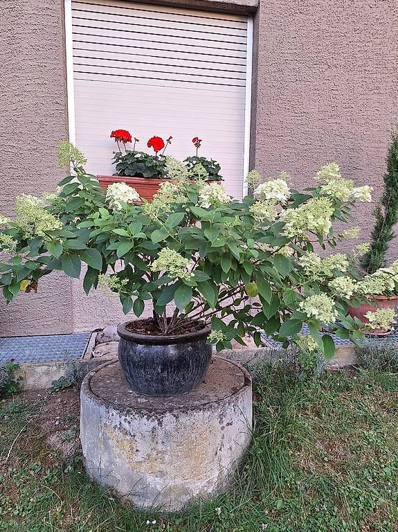 Plantes & graines: Hortensie – D'occasion à Madiswil par Oleander2 1