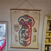 Anatomietafel Schulwandbild Herz Kreislauf Dr. A. Wander