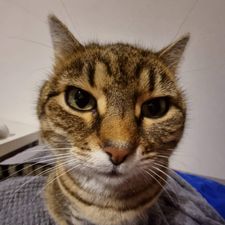 Profile image of LucaH07