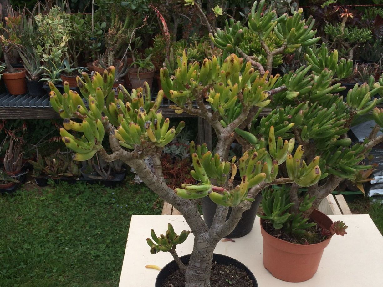 Pflanzen & Samen: Crassula Argantea  Talerbaum, Dickblatt – Neu (gemäss Beschreibung) aus Vinelz von Wellensittich55 3