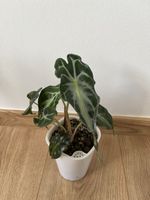Alocasia Venom 