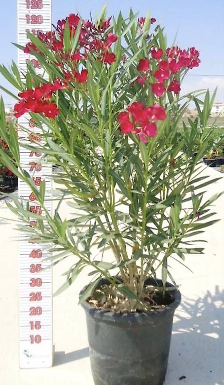 Piante & sementi: OLEANDER ROT – Usato da Frauenfeld venduto da ton_68cd