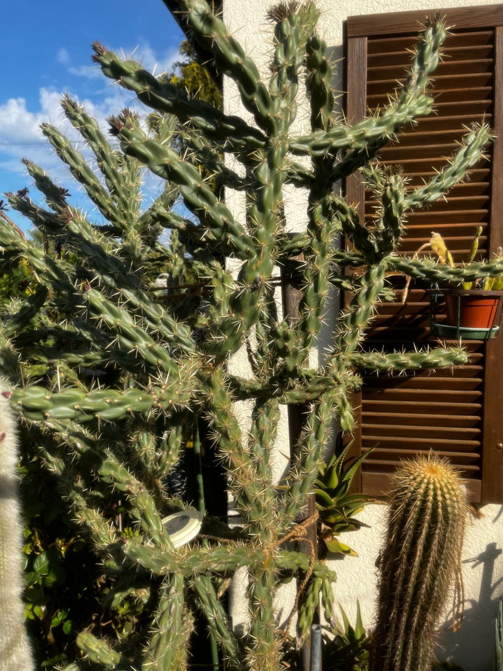 Piante & sementi: Cylinderopuntie impricata – Nuovo (secondo la descrizione) da Vinelz venduto da Wellensittich55