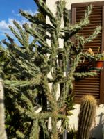 Cylinderopuntie impricata