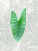 Alocasia Zebrina Rhizom