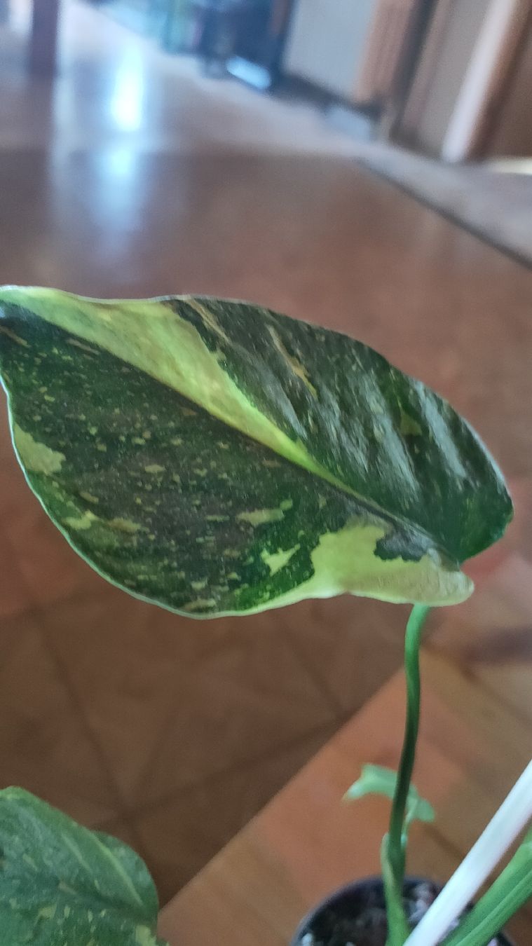 Piante & sementi: monstera electrolight  – Nuovo (secondo la descrizione) da St-Aubin-Sauges venduto da may_2yrv 1