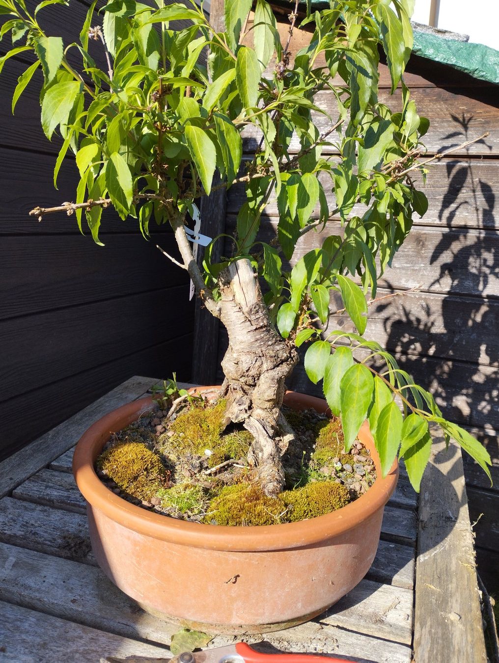Piante & sementi: Bonsai Rohling Forsythie #2 – Usato da Oberwil BL venduto da suaku 4