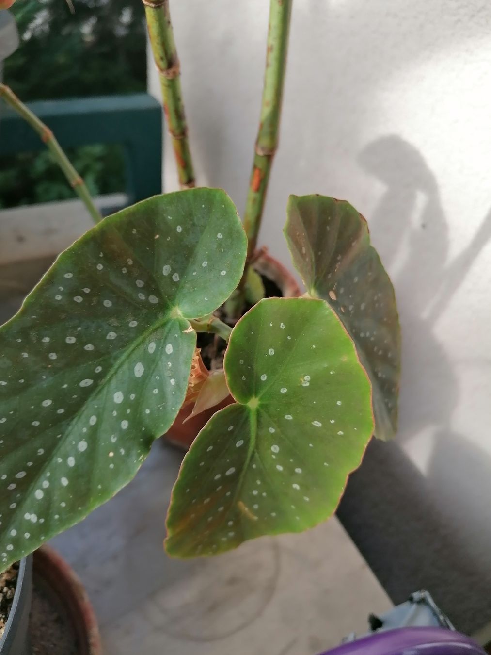 Piante & sementi: Begonia de colección – Usato da Le Mont-Pèlerin venduto da dundun1 1