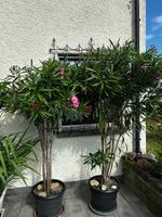 Oleander Farbe champagne mit voller Blüte