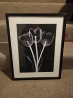 Bild Tulpen Schwarz-Weiss gerahmt mit Passepartout