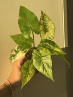 Alocasia gageana Trio