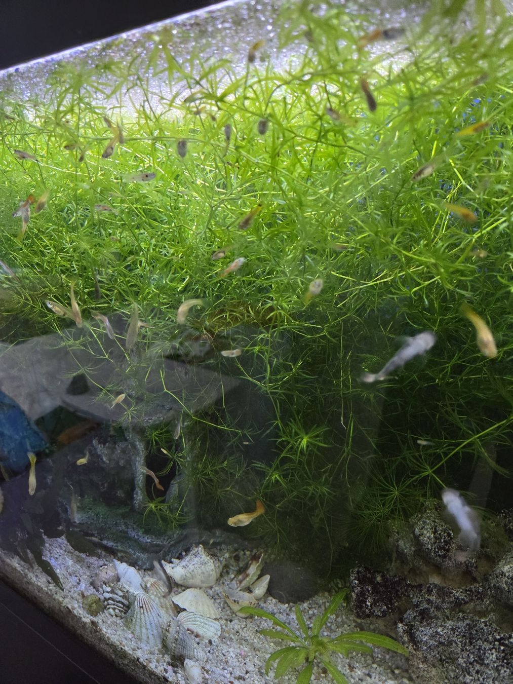 Aquarium: Komplettes Aquarium 260L – Gebraucht aus Gerlafingen von Yamaha-94 3