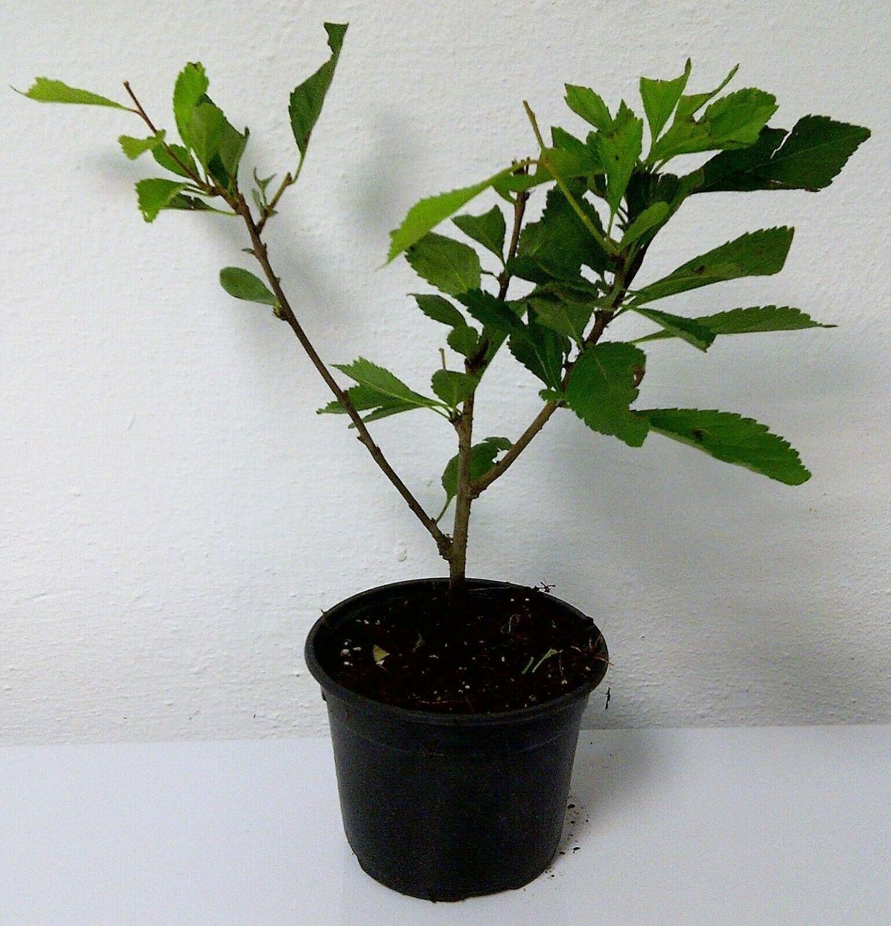 Piante & sementi: Amandier à fleurs  20cm – Nuovo (secondo la descrizione) da Bremblens venduto da FIBONACCI369 2