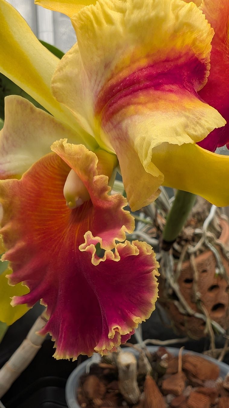 Piante & sementi: Cattleya Amazing Thailand Orchidee – Usato da Untervaz venduto da Lyraia 6