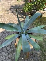 Agave 45 cm hoch