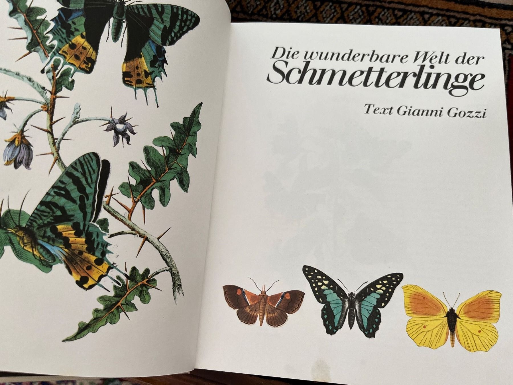 Libri: Die wunderbare Welt der Schmetterlinge -  Gianni Gozzi – Usato da Stetten AG venduto da Brissago25