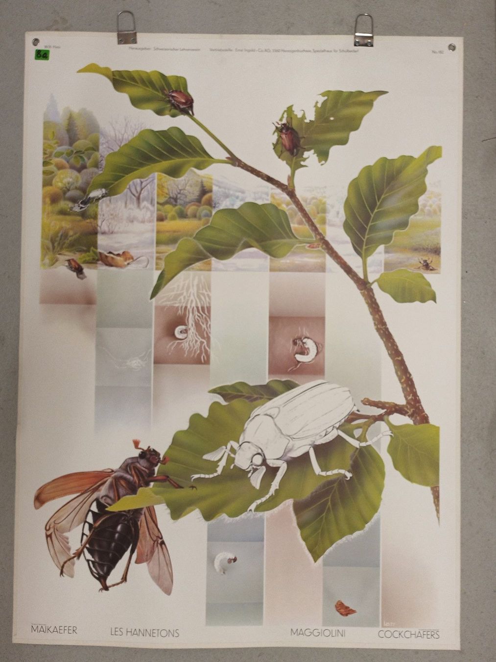 Poster & Bilder: Schulwandbild 182 Maikäfer – Gebraucht aus Zürich von danihell