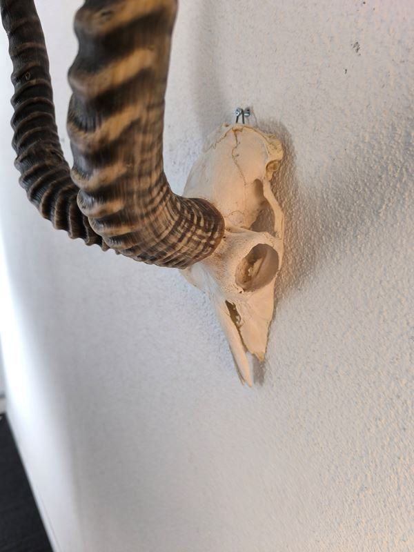 Figuren: Impala Antilope – Gebraucht aus Rüti ZH von Restwert_Rueti_ZH 4