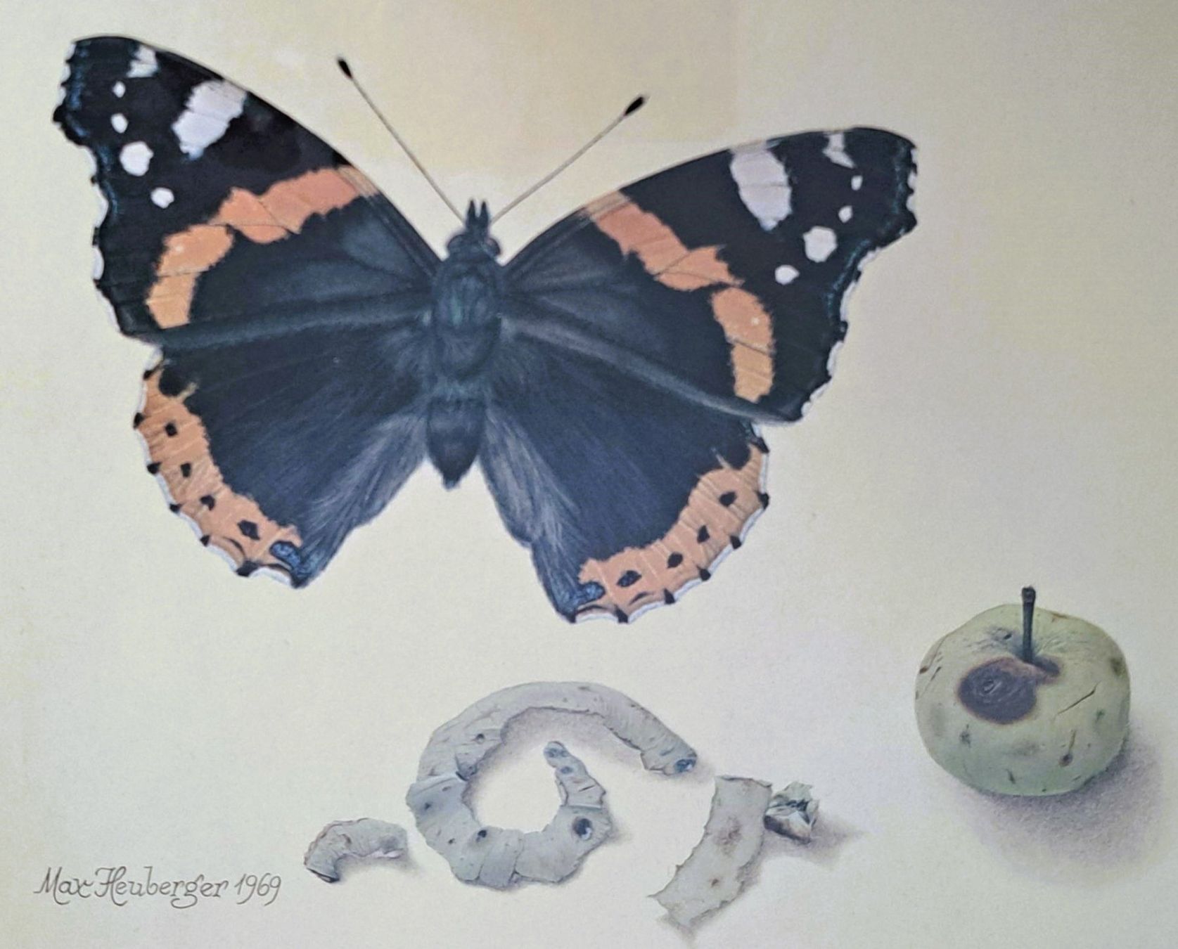 Foto & Immagini: Max Heuberger, Basel, Schmetterling: Admiral, 1969 – Usato da Basel venduto da Patiscat 1