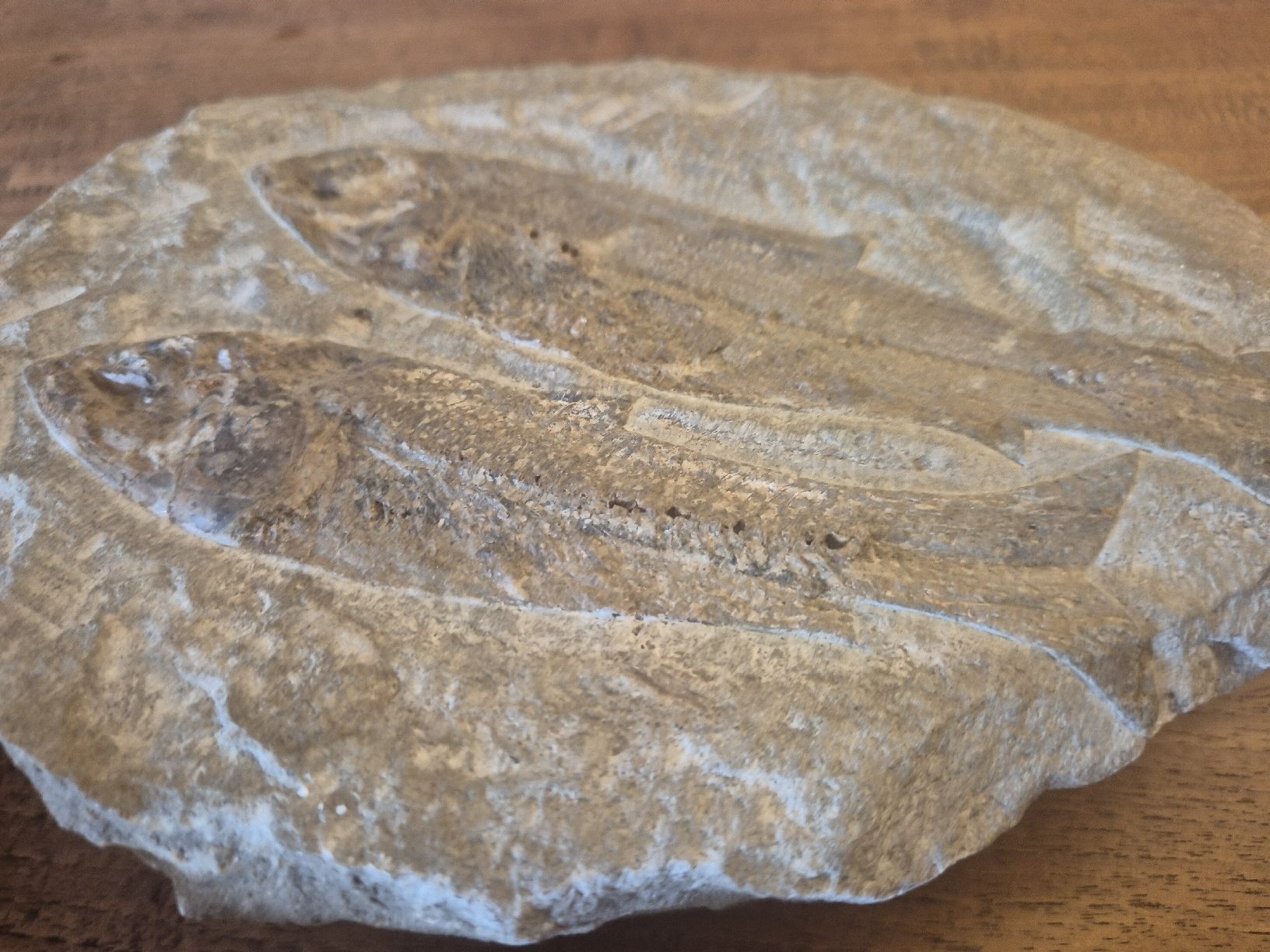 Fossiles: Fossilien Brasilien – D'occasion à Rieden AG par Hema55 2