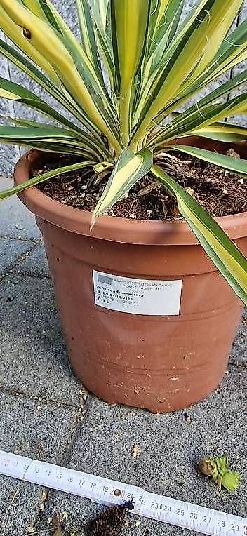 Piante & sementi: Yucca Filamentosa Variegata - Winterhart – Usato da Rudolfstetten venduto da Ferkel84 1