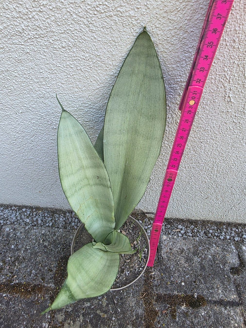 Piante & sementi: Sanseveria "Moonshine" / Sammlersorte Bogenhanf Ableger – Nuovo (secondo la descrizione) da Thalheim venduto da silvara01 4