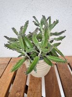 Kalanchoe-Ableger (Brutblatt) 🌱