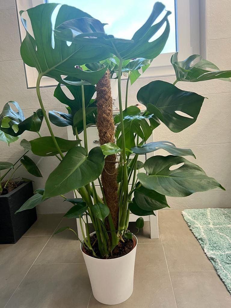 Pflanzen & Samen: Zimmerpflanze Monstera deliciosa 80 cm – Gebraucht aus Luzern von Brokiland 1