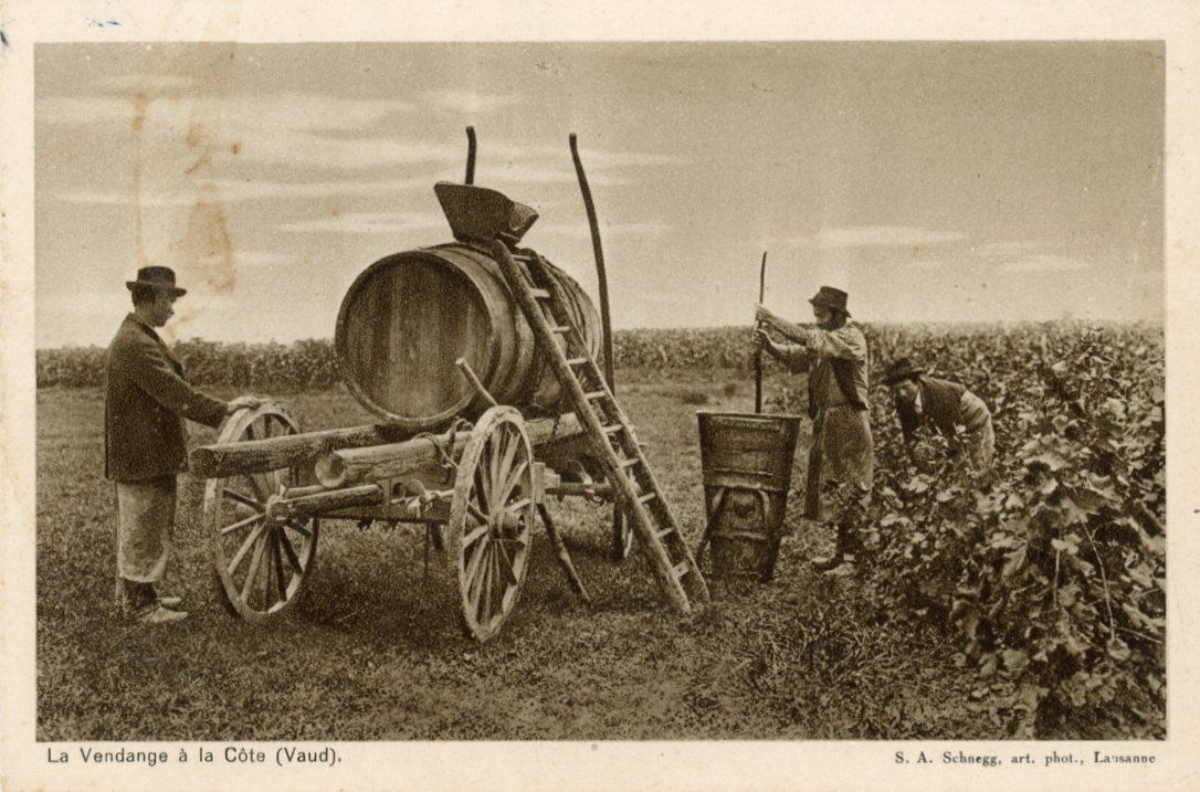 Cartoline postali: La Côte  VD  -  La Vendagne é la Côte – Usato da Brig venduto da Valcards54