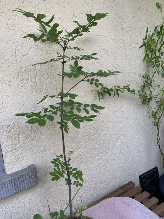 Junger Eschen Baum im Topf, ideal für den Garten im Frühling Kaufen