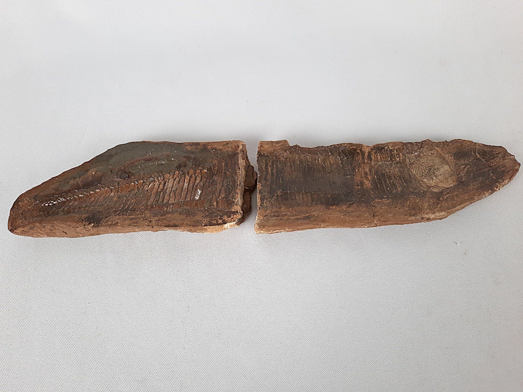 Fossili: Fossiler Fisch in 2 teilen – Usato da Beinwil am See venduto da Restwert_Beinwil