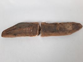 Fossiler Fisch in 2 teilen